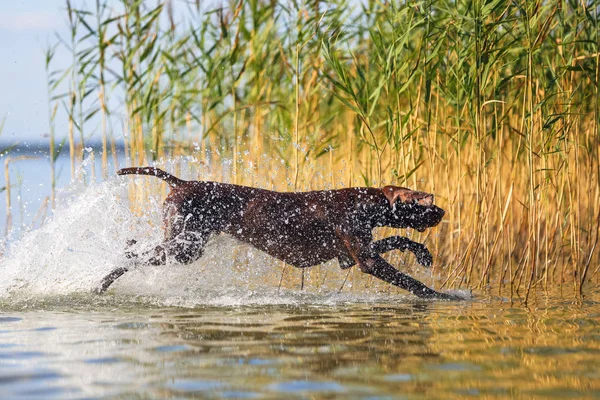 Playful funny muscle brown dog is running on the water splashing it around on the background with yellow green grass. Thoroughbred German shorthaired pointer. Beautiful place for relax Svityaz lake.