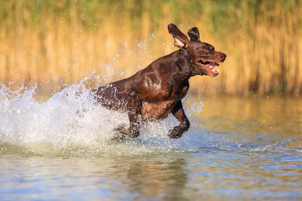 Mutlu oynak kas safkan avcılık köpek Alman kısa saçlı Pointer. Atlama, su üzerinde yan etrafında sıçramak çalışan. Silüetin yansıması. Eğlenceli sopa kulakları. — Stok fotoğraf