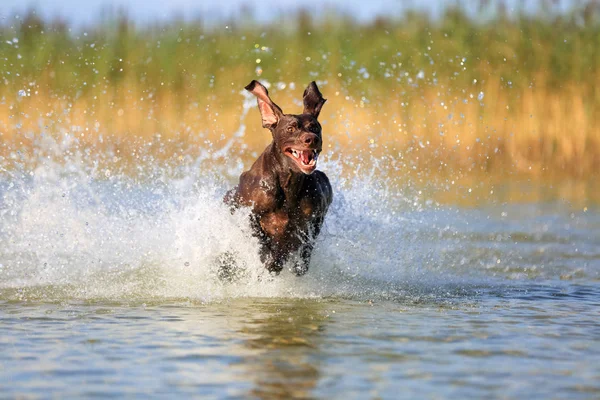 Schönes Porträt des Vollblut-Jagdhundes deutscher Kurzhaarzeiger braune Farbe. Lustige Ohren, die auf verschiedene Seiten zeigen. eingefroren in Pose mit dem Wasser spritzenden Hintergrund. — Stockfoto