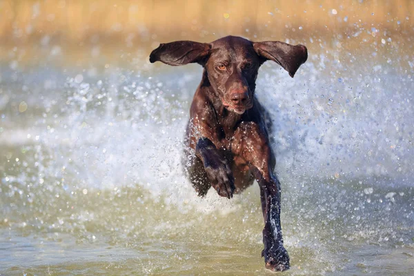 Schönes Porträt des Vollblut-Jagdhundes deutscher Kurzhaarzeiger braune Farbe. Lustige Ohren, die auf verschiedene Seiten zeigen. eingefroren in Pose mit dem Wasser spritzenden Hintergrund. — Stockfoto