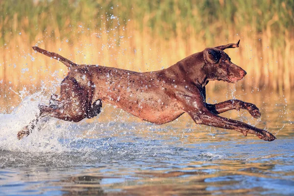 Verspielt lustiger muskelbrauner Hund läuft auf dem Wasser herum und planscht es im Hintergrund mit gelb-grünem Gras. reinrassige deutsche Kurzhaarfrisur. schöner Ort zum Entspannen svityaz See. — Stockfoto