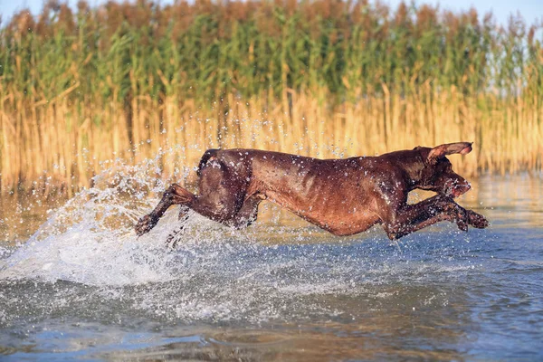 Glücklich verspielter muskulöser Vollblut-Jagdhund Deutscher Kurzhaarzeiger. springt auf dem Wasser und spritzt es seitlich herum. Spiegelung der Silhouette. Lustige Stachelohren. — Stockfoto