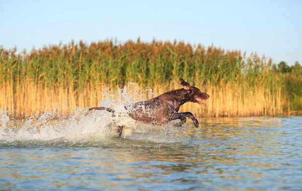 Glücklich verspielter muskulöser Vollblut-Jagdhund Deutscher Kurzhaarzeiger. springt auf dem Wasser und spritzt es seitlich herum. Spiegelung der Silhouette. Lustige Stachelohren. — Stockfoto