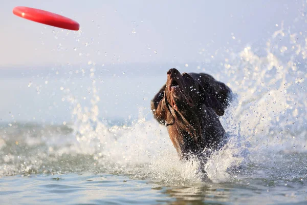 Mutlu, oynak kahverengi köpek Alman shorthbroadcasting pointer çalışıyor ve sıçramaları ve dalgalar yapma su üzerinde atlama. Silüetin yansıması. Relax Svityaz Gölü için güzel bir yer. — Stok fotoğraf