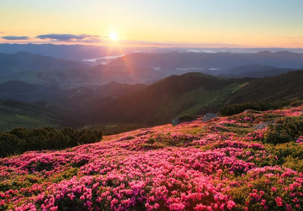 夕焼けの光の中で素晴らしいピンクのロドデンドロン。高い山、霧、オレンジ色の空で眺めることができます。カルパチア、ウクライナ、ヨーロッパでアクティブな観光客のためのリゾートの場所。ロマンチックな風景. — ストック写真