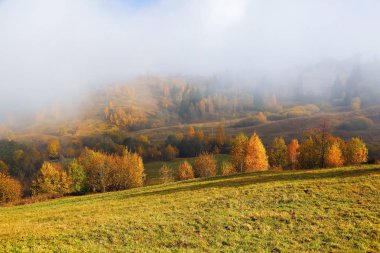 Yoğun sis vadiyi, ormanı kapladı. Görkemli sonbahar manzarası. Portakal yaprakları ve altın otile huş ağacı. Yer yeri Karpat ulusal parkı, Ukrayna, Avrupa.