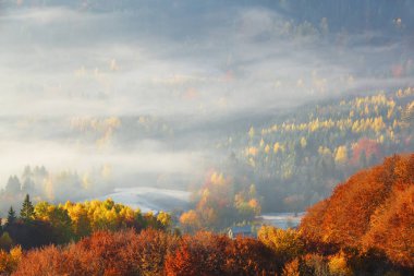 Çim güneş ışınları ile aydınlanmış. Görkemli sonbahar kırsal manzara. Sabah sisi ile fantastik sahne. Donmuş yeşil çayırlar. Pitoresk tatil Karpatlar vadisi, Ukrayna, Avrupa.