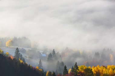 Görkemli sonbahar kırsal manzarası. Güzel dağlarla, tarlalarla ve sabah sisiyle kaplı ormanlarla dolu bir manzara. Bahçede portakal yapraklarıyla dolu ağaçlar var. Resimli tatil beldesi Karpatyalı, Europa.