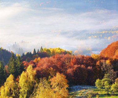 Çim güneş ışınları ile aydınlanmış. Görkemli sonbahar kırsal manzara. Sabah sisi ile fantastik sahne. Donmuş yeşil çayırlar. Pitoresk tatil Karpatlar vadisi, Ukrayna, Avrupa.