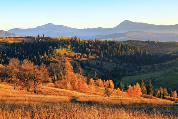 Autumn scene in the sunny day. At the high mountains with dense forest there are nice orange coloured trees on the big lawn. Fantastic landscape. The place of tourists rest Carpathians, Ukraine.