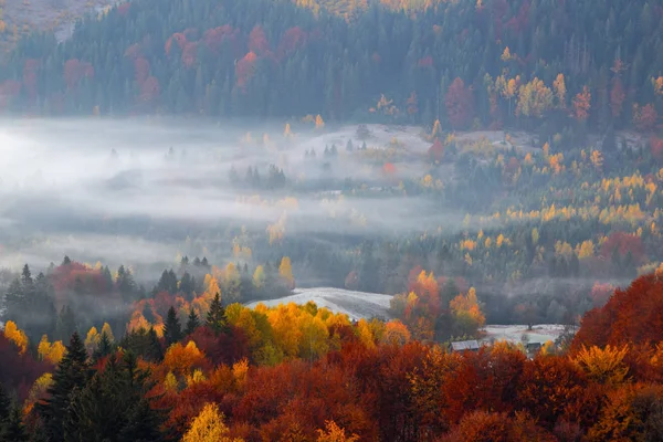 Majestic autumn rural scenery. Landscape with beautiful fields and forests covered with morning fog. There are trees on the lawn full of orange leaves. Picturesque resort Carpathian, Europa. — Stock Photo, Image