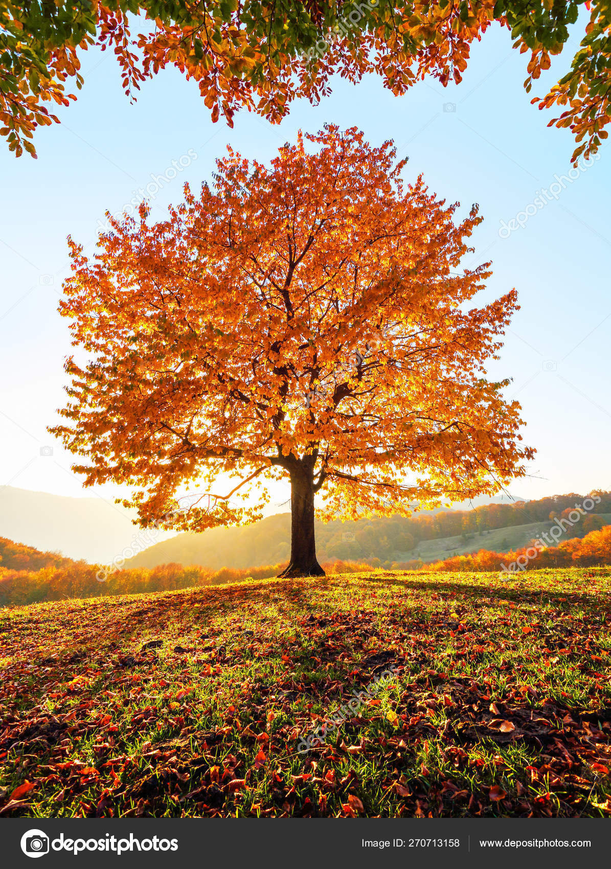 山、森、野原のある秋の田園風景。オレンジ色の葉で覆われた芝生の上に