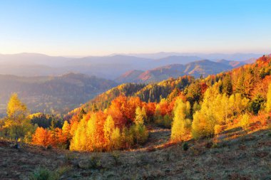 Güzel dağlar, tarlalar ve ormanlar ile manzara. Çim güneş ışınları ile aydınlanmış. Tarlada portakal yapraklarıyla dolu ağaçlar var. Harika bir sonbahar günü. Pitoresk tatil.