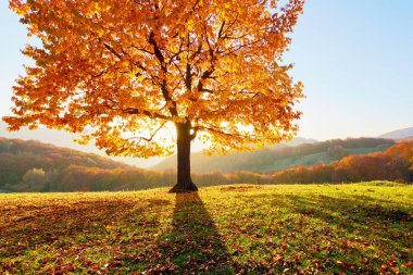 Dağlar, ormanlar ve tarlalar ile Sonbahar kırsal sahne. Çimlerin üzerinde güneş ışınlarının parladığı turuncu yapraklarla kaplı yalnız bir yemyeşil ağaç var..
