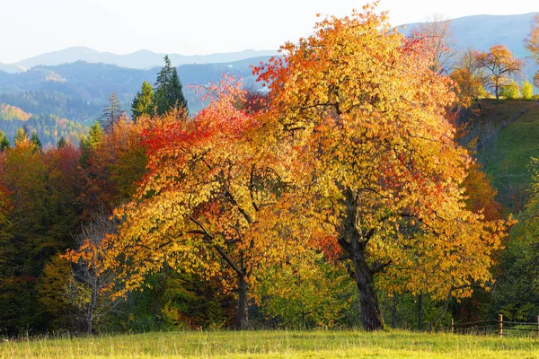山、森、野原のある秋の田園風景。オレンジ色の葉で覆われた芝生の上に