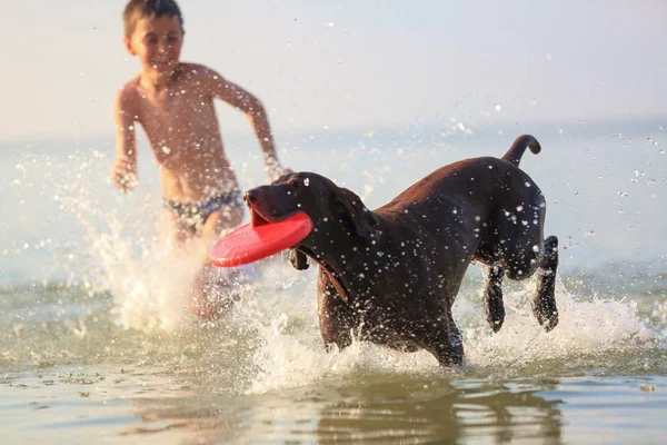 Güzel güneşli yaz manzarası. Gün küçük çocuk oynuyor, gölde avcılık kahverengi köpek ile atlama koşuyor. Mutlu çocukluk anları. Siluet suya yansıyor.. — Stok fotoğraf