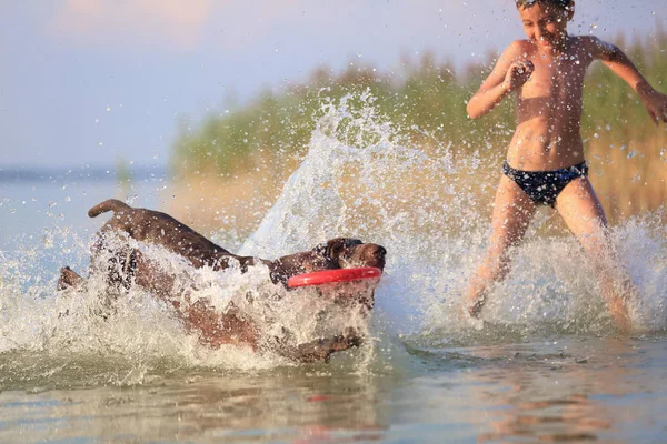 Happy small boy runs, plays with the hunting brown dog in the water. Happy childhood. Nice sunny summer day. Place of resort lake Svitiaz, Ukraine.