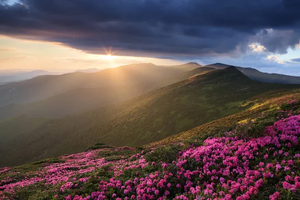 Gazon met de roze rododendrons. Toeristische plaats Karpaten Nationaal Park, Oekraïne. Beautiful Sunset Shine verlicht de schilderachtige landschappen. Majestueuze zomerdag. — Stockfoto