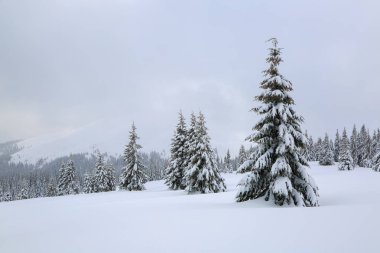 Görkemli kış manzarası. Karla kaplı çimenlerde güzel ağaçlar soğuk bir günde kar taneleriyle dolup taştılar. Turistik tatil Karpat, Ukrayna, Avrupa.