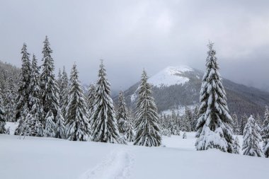 Soğuk kış sisli sabah görkemli manzara.