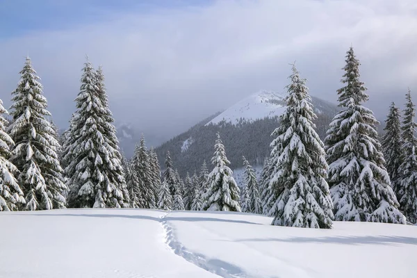 눈으로 덮힌 잔디밭에는 눈으로 흰 봉우리가 있는 높은 산으로 가는 길이 있고 눈이 내리는 곳에는 나무들이 있다. 추운 겨울 안개낀 아침의 아름다운 풍경. — 스톡 사진
