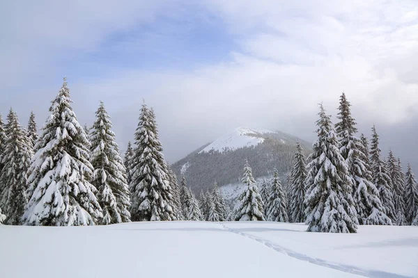 在被雪覆盖的草坪上，有一条被践踏的小路通向雪白山峰的高山，雪地里有树木。美丽的风景在寒冷的冬雾的早晨. — 图库照片