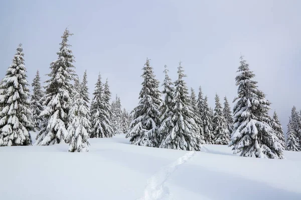 Pemandangan musim dingin. Pohon cemara berdiri di salju menyapu padang rumput gunung. Jalan setapak mengarah ke hutan berkabut misterius. Tempat wisata untuk beristirahat di Carpathian, Ukraina . — Stok Foto