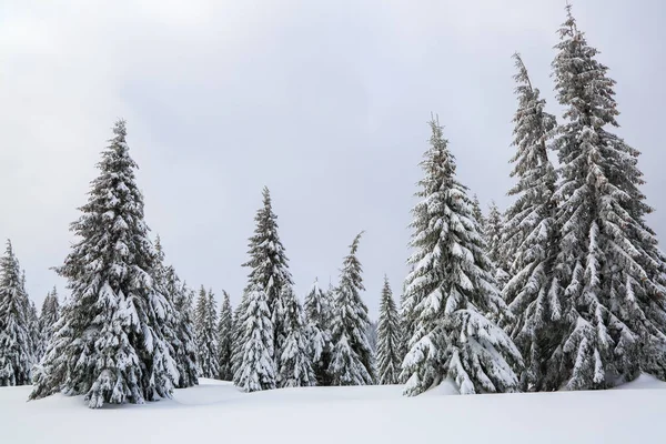 Majestuoso paisaje invernal. En el césped cubierto de nieve, los bonitos árboles están de pie vertidos con copos de nieve en un día helado. Turístico resort Cárpatos, Ucrania, Europa . — Foto de Stock