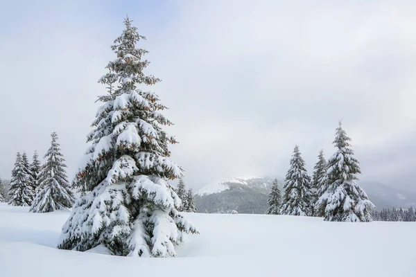 Majestuoso paisaje invernal. En el césped cubierto de nieve los árboles bonitos están de pie vertidos con copos de nieve en el día helado . —  Fotos de Stock