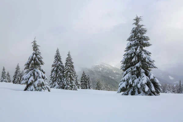 Majestuoso paisaje invernal. En el césped cubierto de nieve, los bonitos árboles están de pie vertidos con copos de nieve en un día helado. Turístico resort Cárpatos, Ucrania, Europa . —  Fotos de Stock