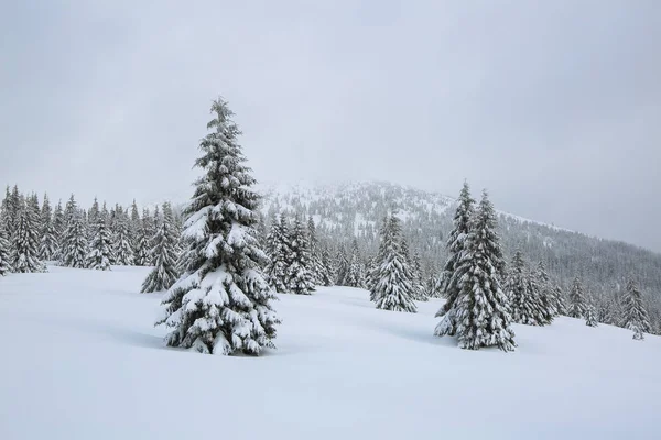 Majestuoso paisaje invernal. En el césped cubierto de nieve, los bonitos árboles están de pie vertidos con copos de nieve en un día helado. Turístico resort Cárpatos, Ucrania, Europa . —  Fotos de Stock