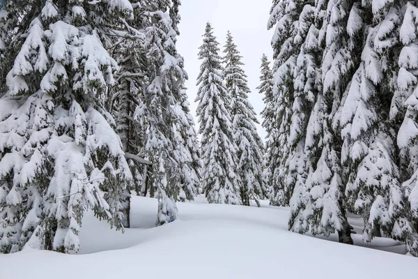 Majestätiska vinterlandskap. På gräsmattan täckt med snö de fina träden står hälls med snöflingor i frostig dag. Turistort Carpathian, Ukraina, Europa. — Stockfoto