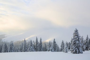 Karla kaplı çimenlerde güzel ağaçlar donmuş kış gününde kar taneleri ile dökülür duruyor. Yüksek dağlar.