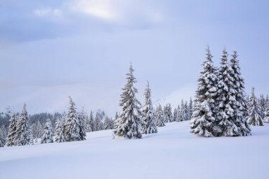 Soğuk kış sabahı güzel manzara. Çimler ve ormanlar. Yer Karpat Dağları, Ukrayna, Avrupa.