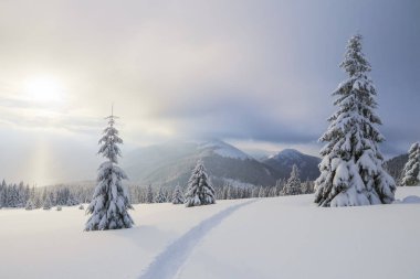 Adil ağaçlar, dağlar ve ayak yolu ile karla kaplı çim ile kış manzara.
