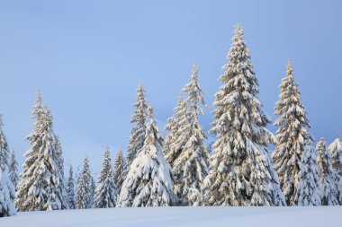Güneşli bir günde kış manzarası. Dağ manzaraları. Beyaz karla kaplı ağaçlar, çimenler ve mavi gökyüzü. Konum: Karpat Dağları, Ukrayna, Avrupa.