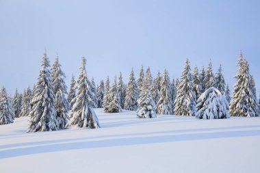 Güneşli bir günde kış manzarası. Dağ manzaraları. Beyaz karla kaplı ağaçlar, çimenler ve mavi gökyüzü. Konum: Karpat Dağları, Ukrayna, Avrupa.