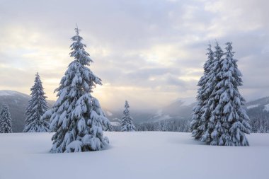 Karla kaplı çimenlerde güzel ağaçlar donmuş kış gününde kar taneleri ile dökülür duruyor. Yüksek dağlar.