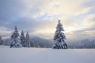 Soğuk kış gününde güzel manzara. Karla kaplı çimenlerde, kar beyazı zirveleri olan yüksek dağlarda, kar yığınlarındaki ağaçlarda.