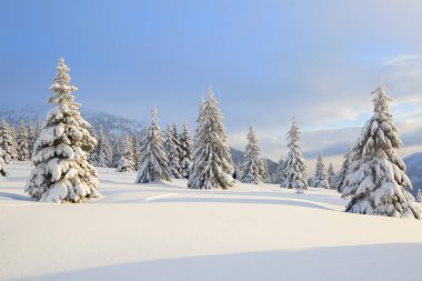 Güneşli bir günde kış manzarası. Dağ manzaraları. Beyaz karla kaplı ağaçlar, çimenler ve mavi gökyüzü. Konum: Karpat Dağları, Ukrayna, Avrupa.