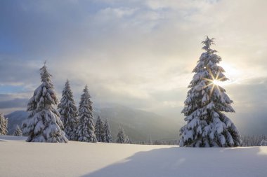 Karla kaplı çimenlerde güzel ağaçlar donmuş kış gününde kar taneleri ile dökülür duruyor. Yüksek dağlar.