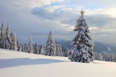 Karla kaplı çimenlerde güzel ağaçlar donmuş kış gününde kar taneleri ile dökülür duruyor. Yüksek dağlar.