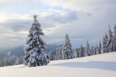 Soğuk kış sabahı güzel manzara. Çimler ve ormanlar. Yer Karpat Dağları, Ukrayna, Avrupa.