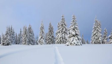 Kış manzarası. Muhteşem panorama ağaçlarda açıldı, ayak yolu ile karla kaplı çim.