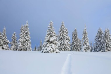 Adil ağaçlar, dağlar ve ayak yolu ile karla kaplı çim ile kış manzara.