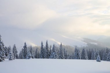 Karla kaplı çimenlerde güzel ağaçlar donmuş kış gününde kar taneleri ile dökülür duruyor. Yüksek dağlar.