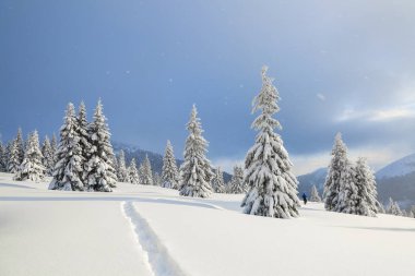 Soğuk kış gününde inanılmaz manzara. Kar yığınlarındaki çam. Karla kaplı çimenlikte bir patika var..