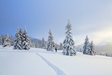 Çimenlikteki yolda adam durup dağları izliyor. Kabarık fuar ağaçları arround vardır.