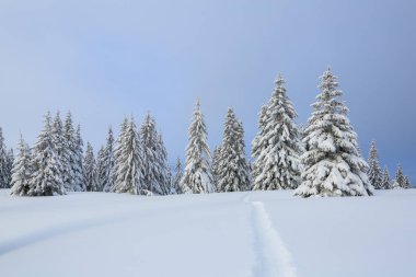 Soğuk kış gününde inanılmaz manzara. Kar yığınlarındaki çam. Karla kaplı çimenlikte bir patika var..