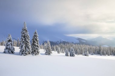 Karla kaplı çimenlerde güzel ağaçlar donmuş kış gününde kar taneleri ile dökülür duruyor. Yüksek dağlar.